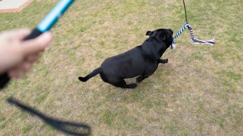 Staffordshire bull terrier dog running to catch the rope lure