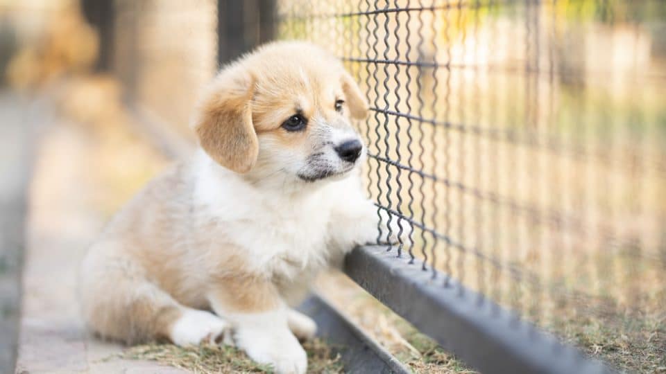 lonely corgi puppy may be at a puppy mill