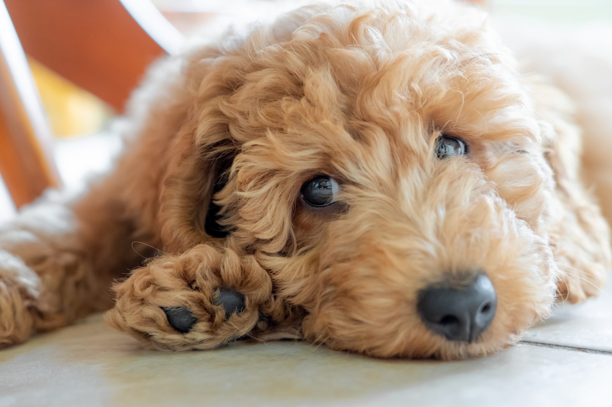 Best Dog Food for Goldendoodles Top Picks for Your Doodle