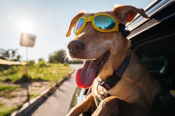 Mixed-breed dog with sunglasses is looking out the open window and enjoying the car ride