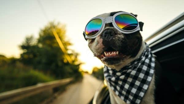 French Bulldog with sunglasses and plaid scarf is looking out the open window during the car ride