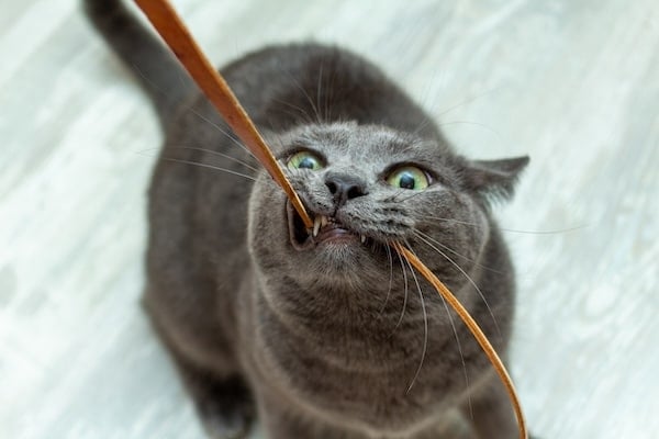 Cute grey cat playfully biting leather cord