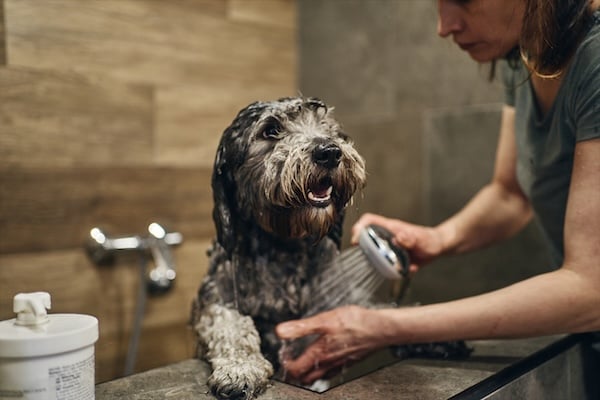 Dog groomer washing a grey poodle in her salon with shampoo