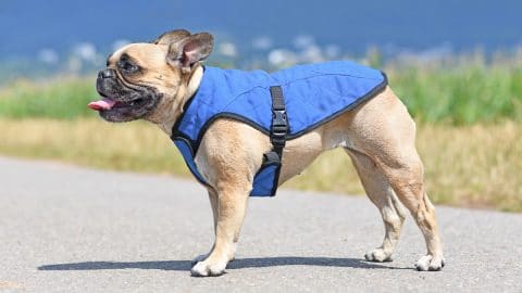 French Bulldog wearing blue cooling vest on sunny road