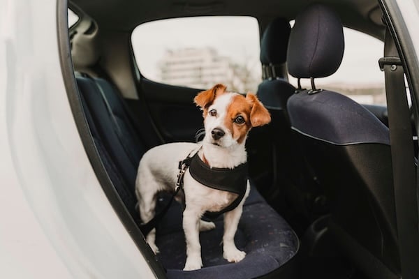 Dog wearing harness in car