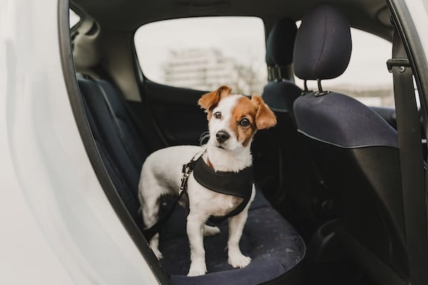 Dog Seat Belts | The Underused Pup Safety Tool That Saves Lives