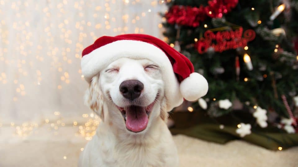 Happy puppy dog celebrating christmas with a red santa claus hat and smiling expression