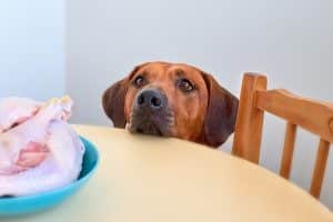 Dog sitting behind the kitchen table and looking at raw chicken meat