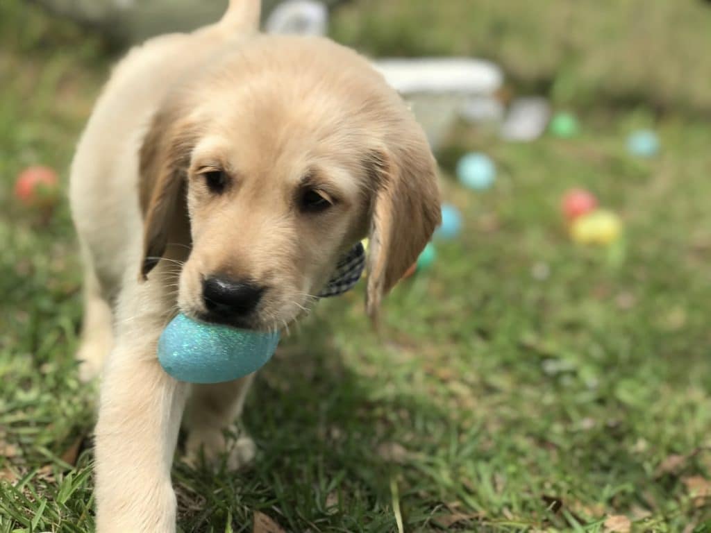 Puppy finding a blue easter egg