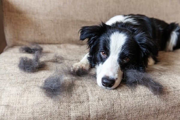 Border collie surrounded by tufts of fur lying down on couch.
