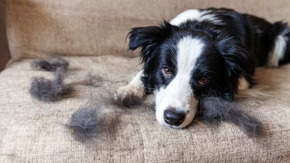 border collie lays next to piles of its fur