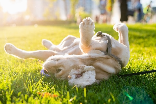 Puppy rolling on back on grass