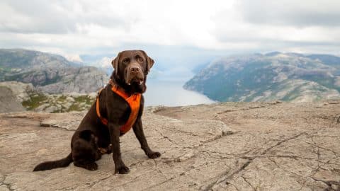 Young Brown Lab wearing harness, sitting on top of cliff with view of water and sky.