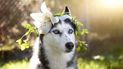 Goofy Siberian husky wearing a white lily on his head