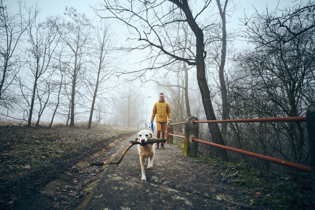 Young man with his dog walking sidewalk in public park in fog. Playful labrador retriever holding stick in mouth in frosty day.