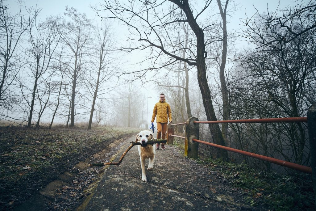 lab with stick in its mouth and owner on a walk in winter