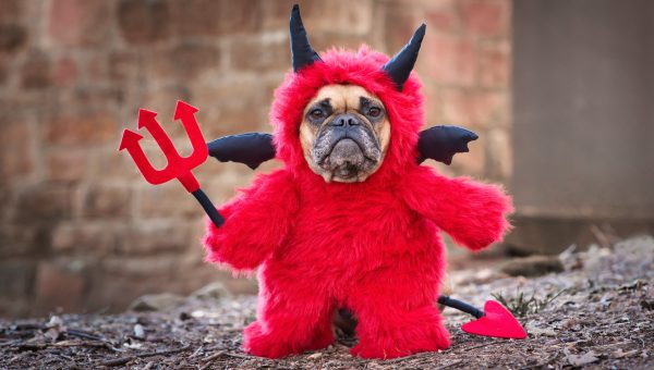 cute french bulldog in devil halloween costume