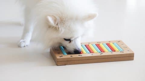 Young dog playing with puzzle toy