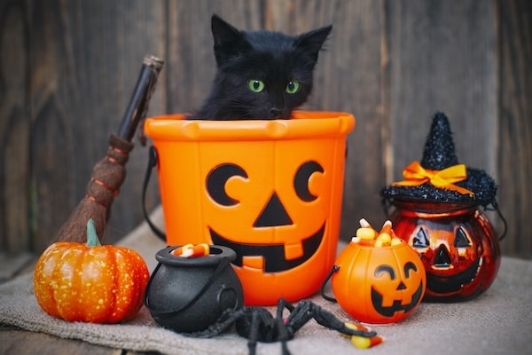 Halloween pumpkin and black cat on wooden background