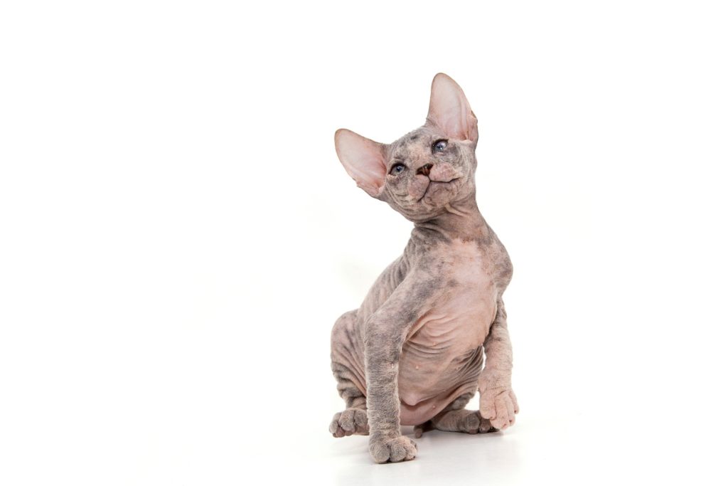 Donskoy cat