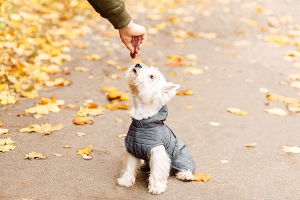 west highland white terrier playing in the park on the autumn foliage