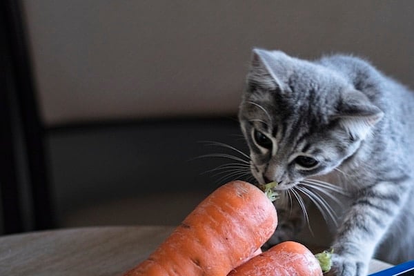 little gray kitten eats carrot