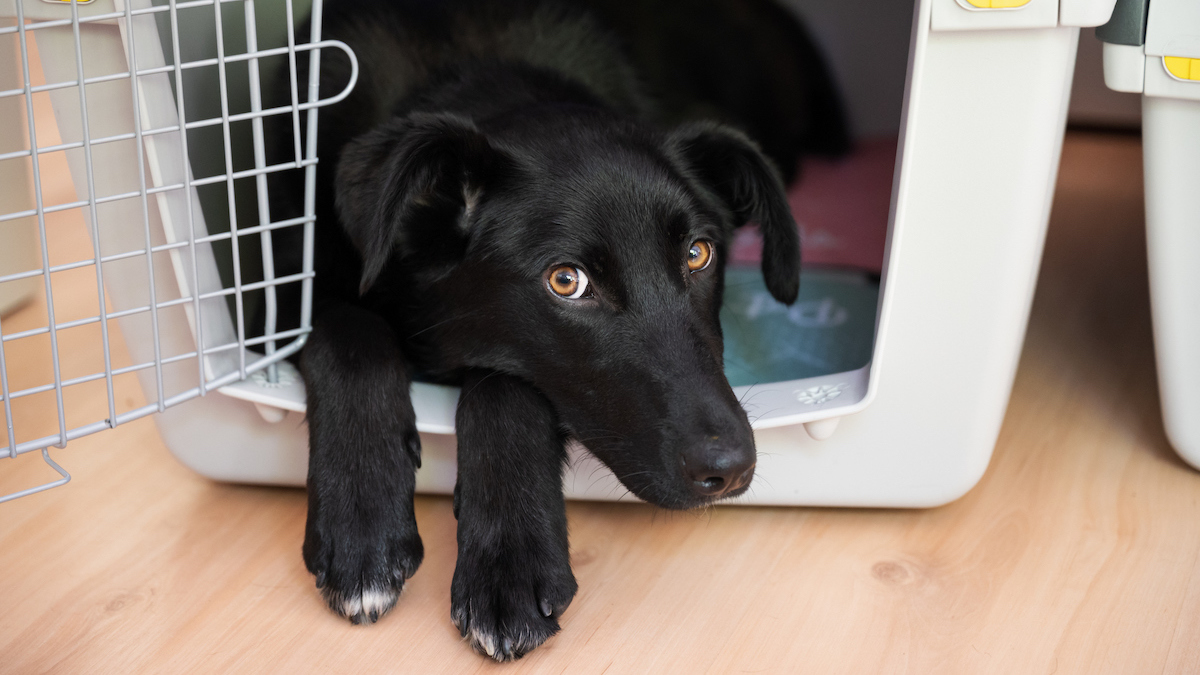How to Choose the Right Dog Crate Your Complete Guide