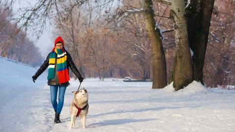 a woman walks her husky in the snow