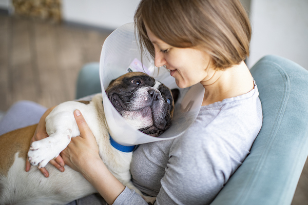 Dog with Elizabethan collar snuggling with owner