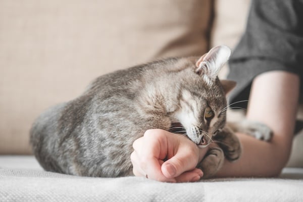 overstimulated cat chomps owner's hand