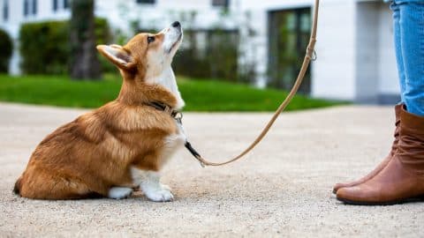 dog training: corgi puppy sitting in front of a woman, looking up