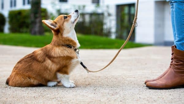 dog training: corgi puppy sitting in front of a woman, looking up