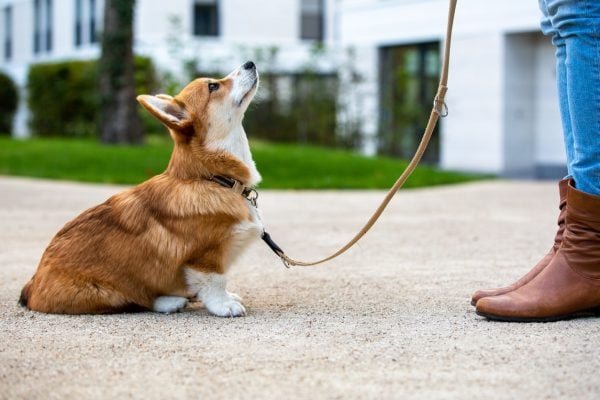 Corgi on leash sitting up for training