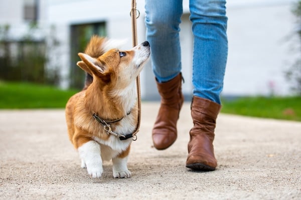 Corgi puppy walking on a loose leash next to human