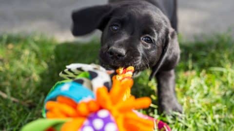 Happy, playful black labrador retriever puppy excitedly playing tug-of-war with their multicolored dog toy