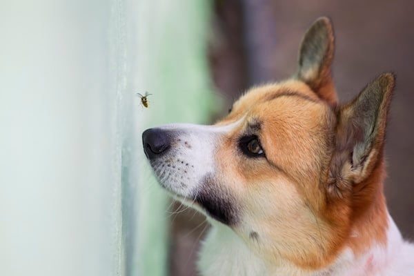 funny Corgi puppy watches a bee flying around nose