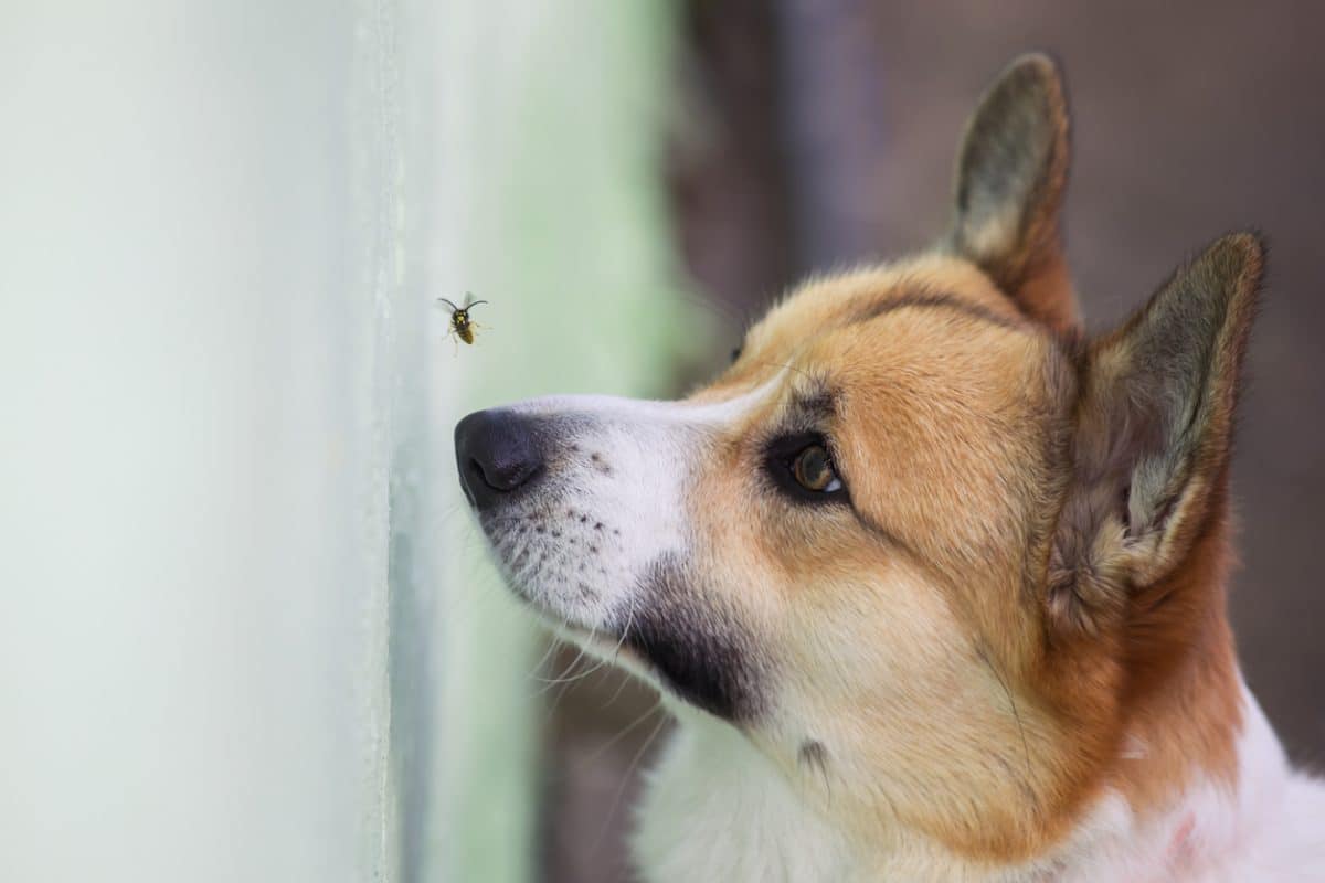 Corgi puppy watches a striped insect flying in the garden