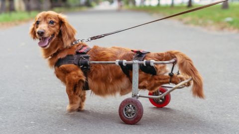 Dog with wheels to support back legs grins at camera