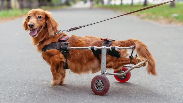 Dog with wheels to support back legs grins at camera