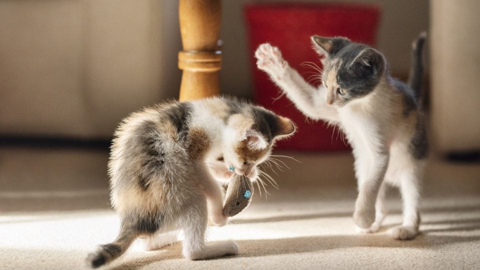 Two kittens fighting