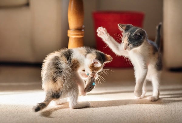 Kittens playing with each other