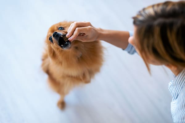 Woman feeding dog treat from above