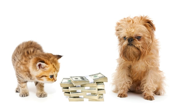 Kitten and puppy look at a pile of money on a white background