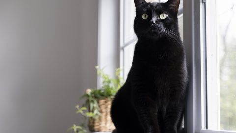 pretty black kitty sitting in a window