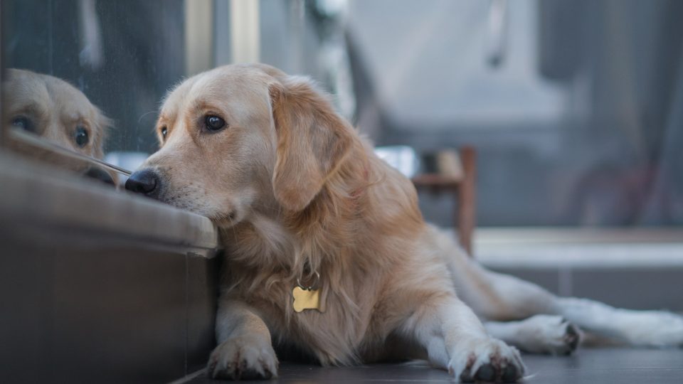 sad looking golden retriever looking out the window