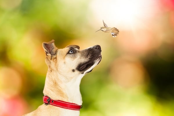 Closeup of cute dog looking at hovering hummingbird