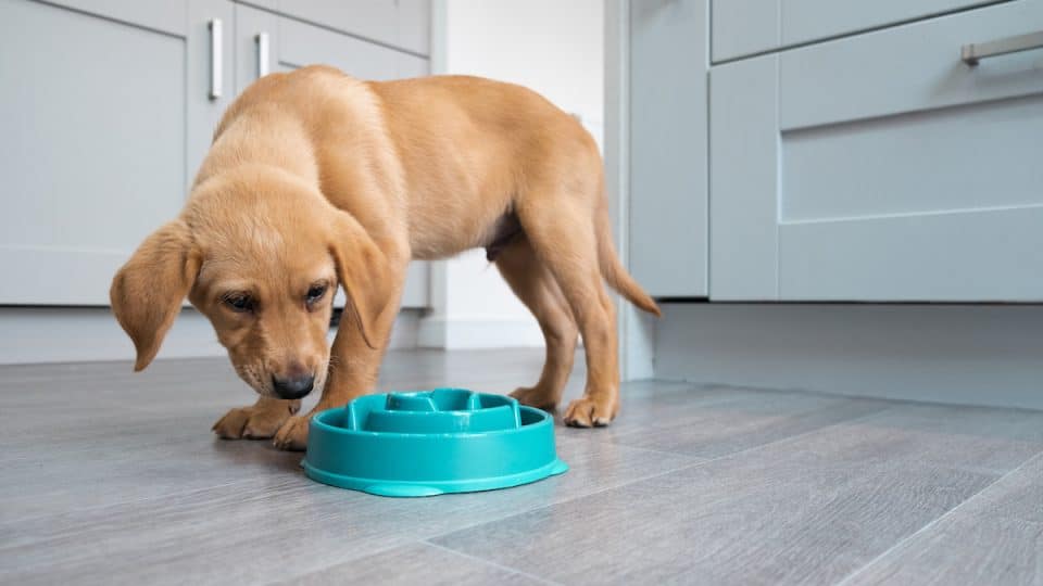 Young Lab puppy looking at slow-feeder dog bowl