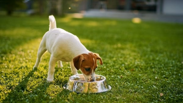 Young dog eats from bowl on sunny lawn
