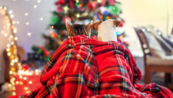 Cat and dog under a Christmas tree