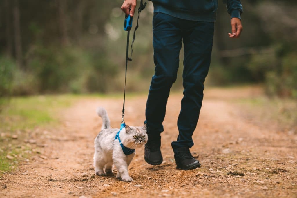 Man walking cat on harness and leash. 